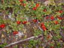 low-bush cranberry